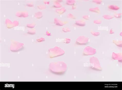 Pink Rose Petals Falling Hi Res Stock Photography And Images Alamy
