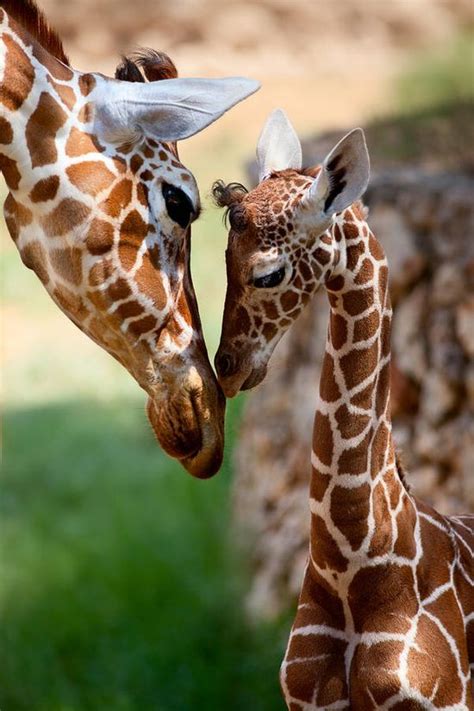 My Cute Baby Animals Giraffe With Baby