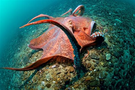 Giant Pacific Octopus Facts Habitat Diet Conservation And More