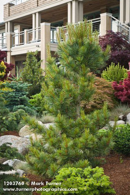 1203760 Dwarf Pine W Home Bkgnd Pinus Cv Jim Swift Bellingham Wa