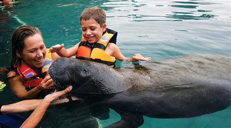 Sea Life Discovery Plus Swim With Dolphins In Isla Mujeres Cancun