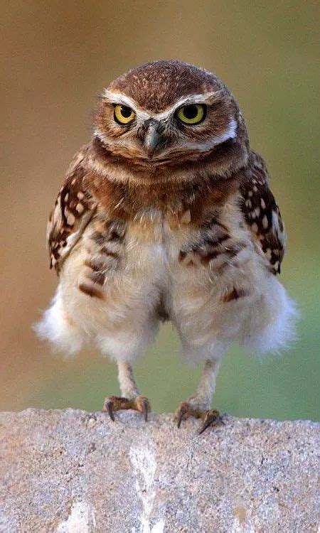 21 Greatest Owl Pictures Youll Ever See Meowlogy Eulen Fotos
