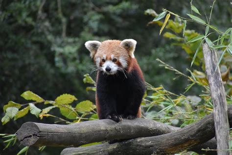 Ailurus Fulgens Red Panda Zoochat