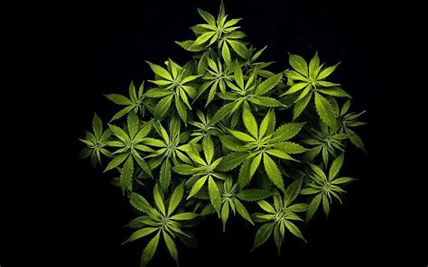Cannabis Wallpaper Backgrounds Wallpaper Cave