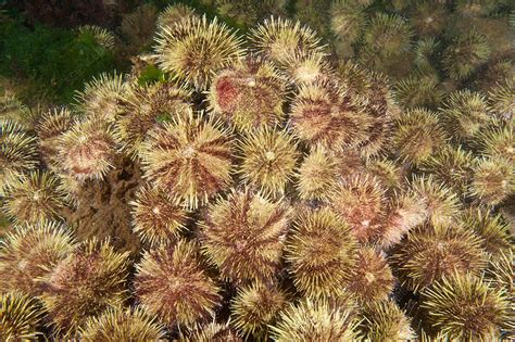 Green Sea Urchin Stock Image C0250957 Science Photo Library