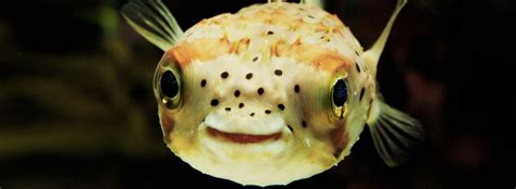 Pufferfish And Porcupinefish Facts And Information Seaworld Parks