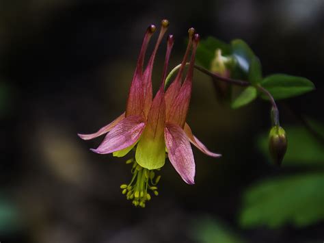 Columbine Aquilegia Canadesis Cross Plains State Park W Flickr