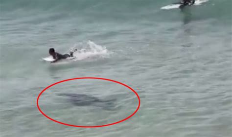 Shark Swims Under Surfers At Byron Bay In Australia Travel News