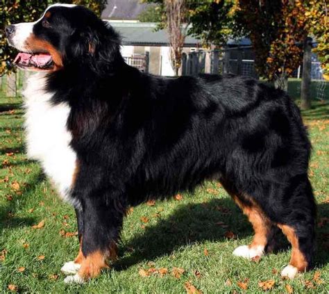 Big Dog Breeds Bernese Mountain Dog Large Dog Breeds Big Dog Breeds
