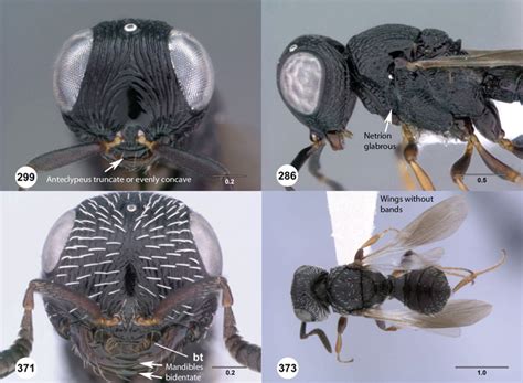 Key To Afrotropical Scelio Species Groups Waspweb