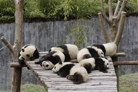 Panda Bear Wallpaper Free Wallpapersafari