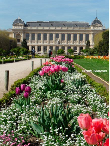 Garden Inspiration Tulip Varieties In Paris With Images Garden