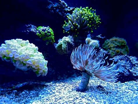 Bing Wallpaper Underwater Life Reef Aquarium Aquarium Fish