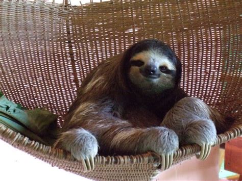 Buttercup The Sloth Photo