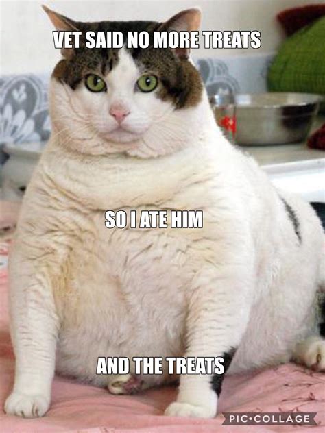 Big Fat Cat Memes Usgptgip