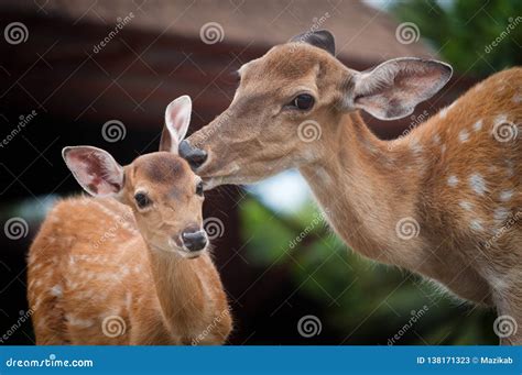 Baby Deer And Momand X27s Stock Image Image Of Field Park 138171323