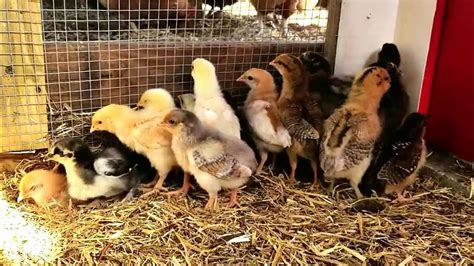 Baby Chicks From Murray Mcmurray Hatchery Youtube