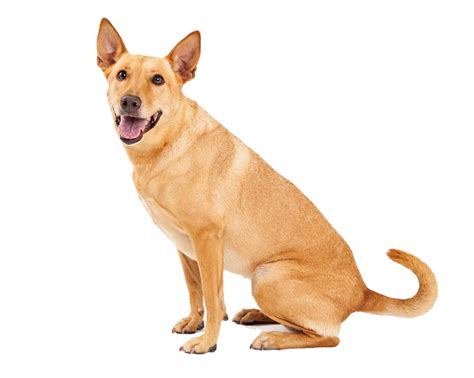 Download Dingo Sitting Png Image For Free