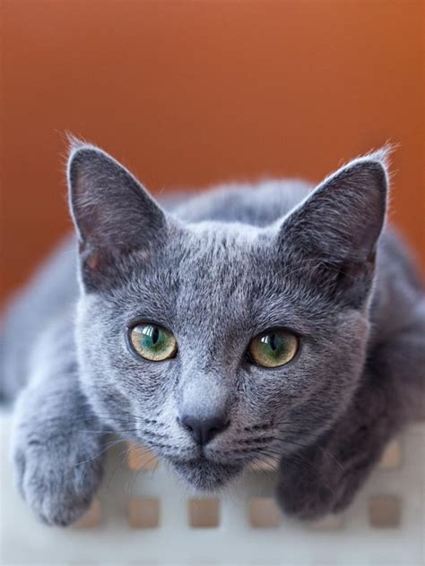 Blue Grey Cat Breeds Pets Lovers