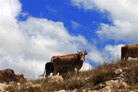 Many Cows On The Caucasus Mountain Grassland Stock Image Image Of