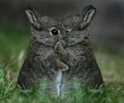 Kissing Hugging Rabbits Cute Animals Animal Hugs Cute Baby Animals