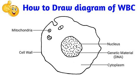 How To Draw White Blood Cells White Blood Cells Drawing Easy Youtube