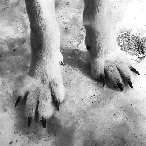 Gray Wolf Paws 😍😀 I Wanted To Shake One Today But Just Seeing It