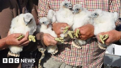 Peregrine Falcon Chicks Ringed In Ipswich Bbc News