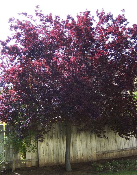 The 2 Minute Gardener Photo Purple Leaf Plum Tree Prunus Cerasifira