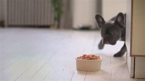 The farmer's dog realizes that preparing homemade food is difficult and time consuming. The Farmer's Dog TV Commercial, 'What Real Food Looks Like ...