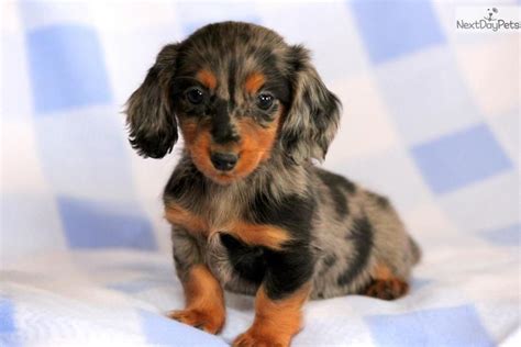 Look at pictures of dachshund puppies in new york who need a home. Princess - Mini Dachshund Female | Dachshund puppies for ...