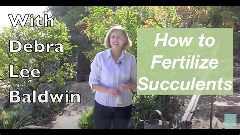 How To Fertilize Succulents Youtube