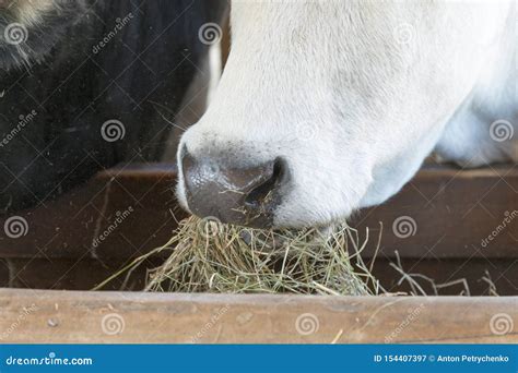 A Black And White Cow Chewing Hay Behind The Corral Fence Cows Eat Hay