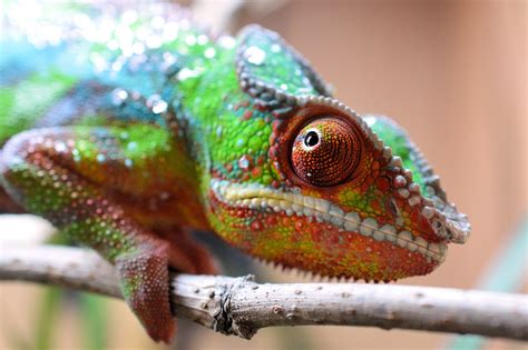 Do Chameleons Make Good Pets