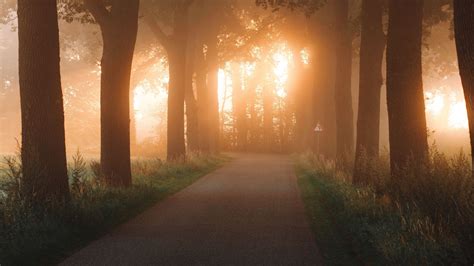 Download Wallpaper 2560x1440 Road Alley Trees Rays Light Widescreen