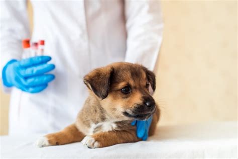 Puppy Vaccination Schedule What You Need To Know Midway Veterinary