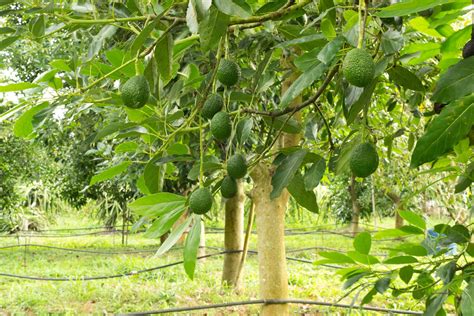 How To Grow And Care For An Avocado Tree