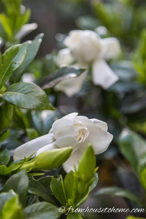Fragrant Flowers 10 Perennial Plants With The Most Beautiful Scent