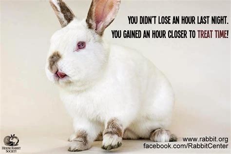 Spring Forward Bunnytongue 201503funny Bunny Monday Memeday9