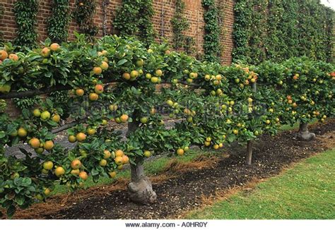 Espalier Trained Apple King Of The Pippins Single Cordon Trained