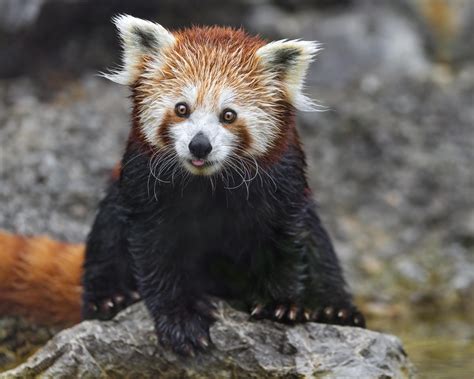 Wallpaper Red Panda Tongue Protruding Rock Wildlife Animal Funny
