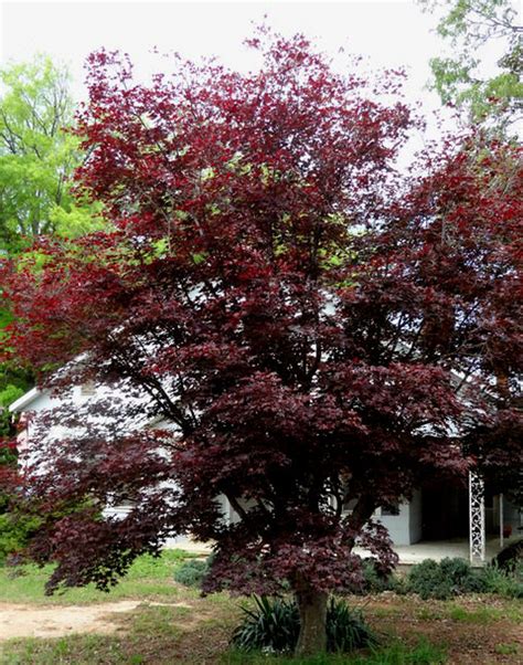 Acer Palmatum Hefners Red Japanese Maple Tree Kigi Nursery