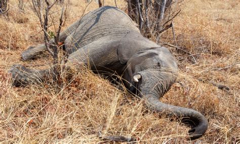 Botswana Hopes Mysterious Elephant Deaths Are Over Zimbabwe Records Its First Yourbotswana