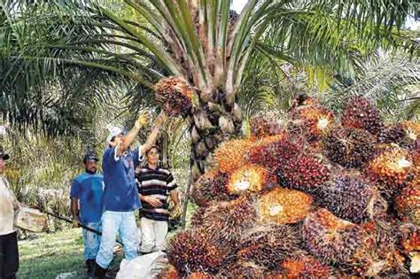 Palma de aceite el monocultivo que puso en jaque la biodiversidad del Pacífico colombiano