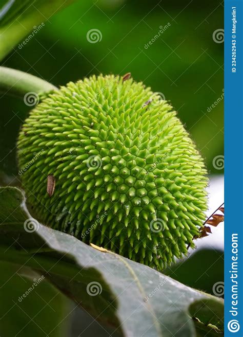 Artocarpus Camansi Also Breadnut Moraceae Breadfruit Artocarpus