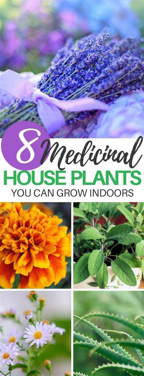 These 8 Medicinal House Plants Are Perfect For Indoor Gardening