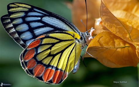 Guardando Una Farfalla Colorata Il Cammino Dei Tre Sentieri