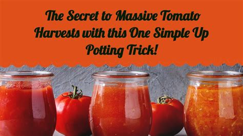 Discover The Secret To Massive Tomato Harvests With This One Simple Up