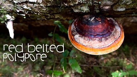 Red Belted Polypore Medicinal Mushroom Mysteries Harmonic Arts