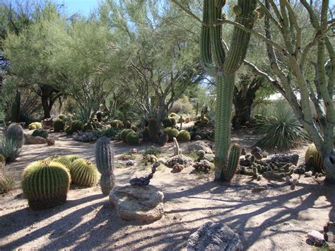 The beauty of the desert comes alive at b & b cactus farm in tucson, az. danger garden: B&B Cactus Farm, Tucson